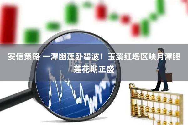 安信策略 一潭幽莲卧碧波！玉溪红塔区映月潭睡莲花期正盛